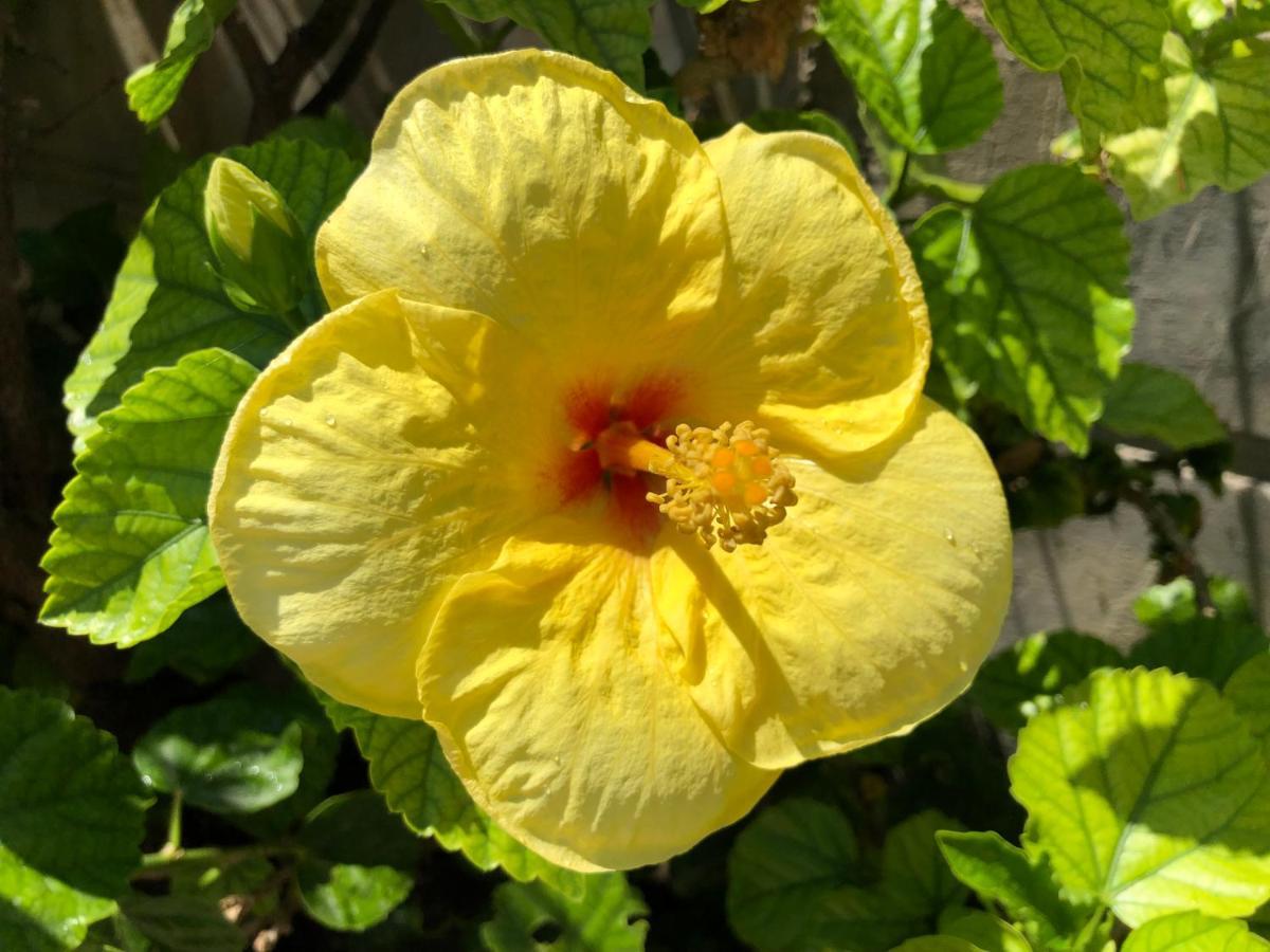 Red Hibiscus Stegna Gospodarstwo wiejskie *