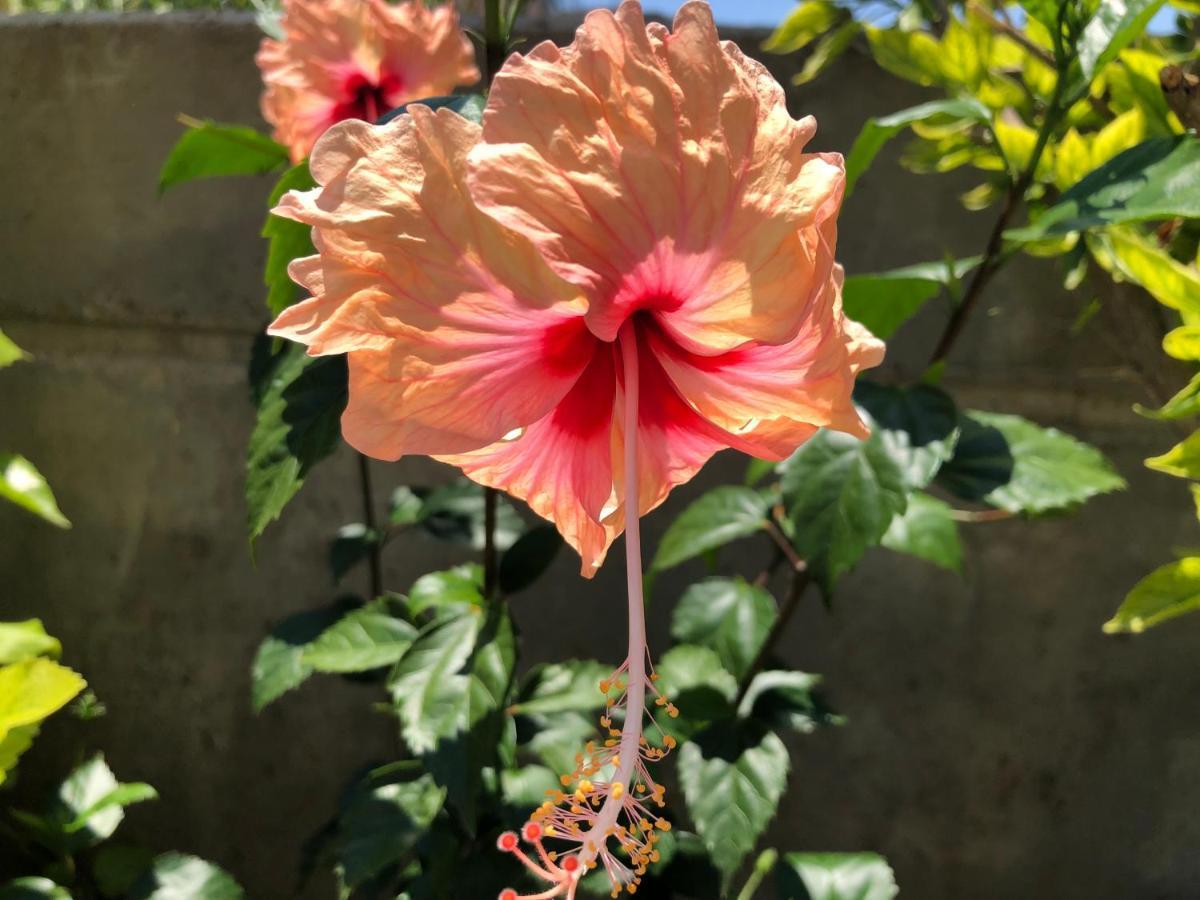 Red Hibiscus Stegna Gospodarstwo wiejskie *