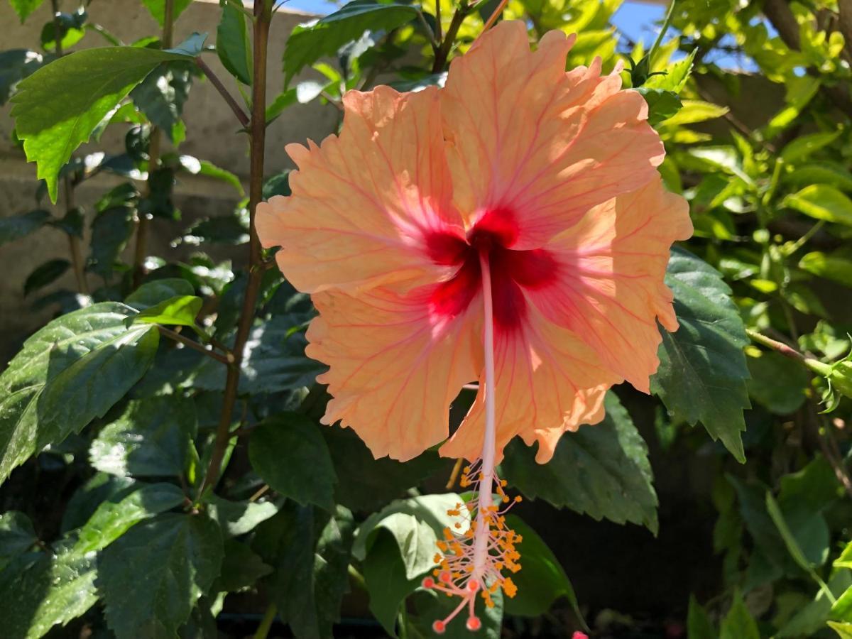 Red Hibiscus Stegna Venkovský dům